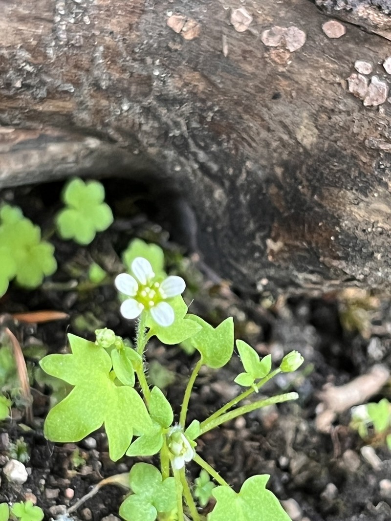 Saxifraga debilis photo 6