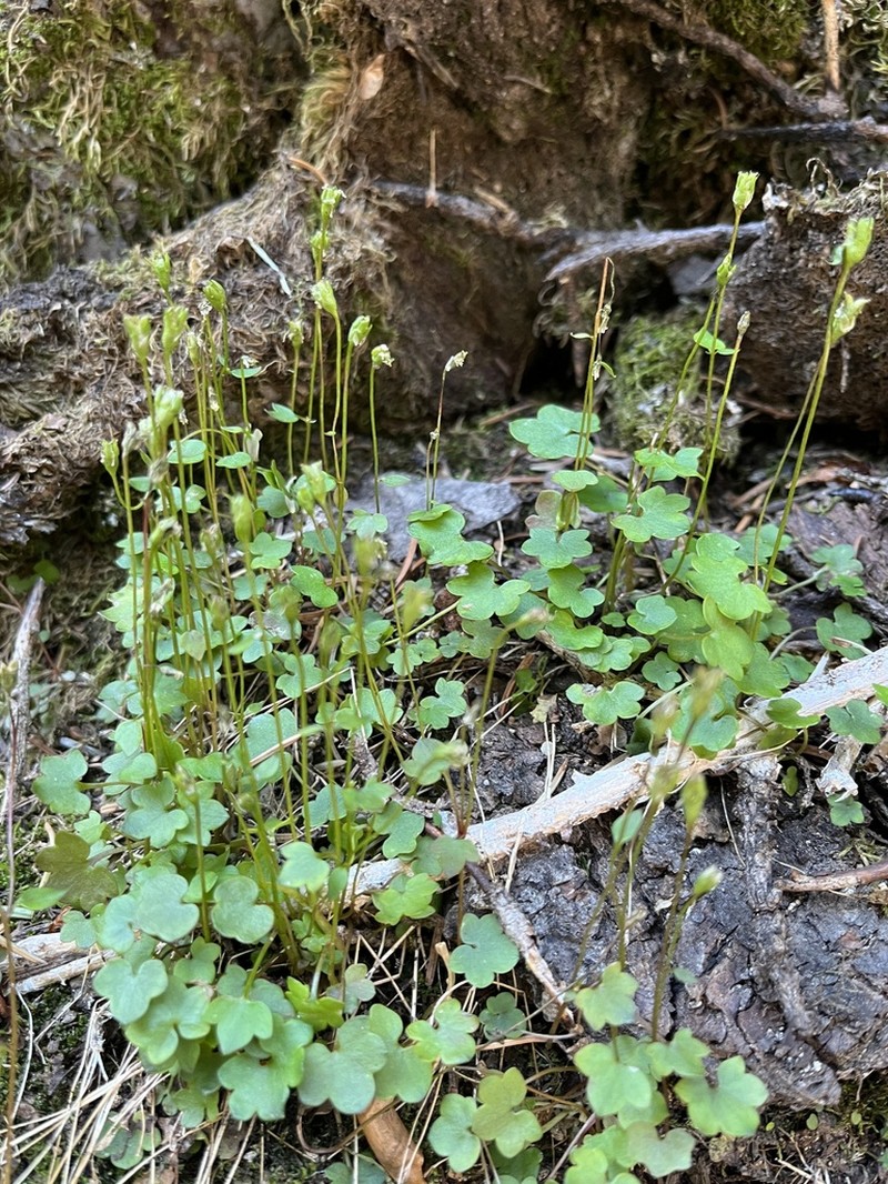 Saxifraga debilis photo 7