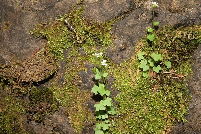 Saxifraga debilis photo 8