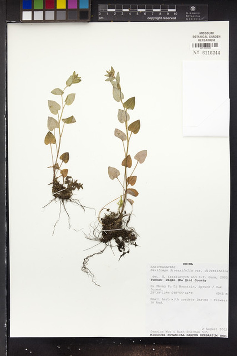 Saxifraga diversifolia var. diversifolia