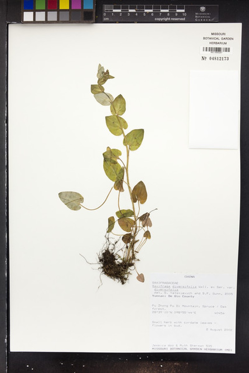 Saxifraga diversifolia var. diversifolia photo 2