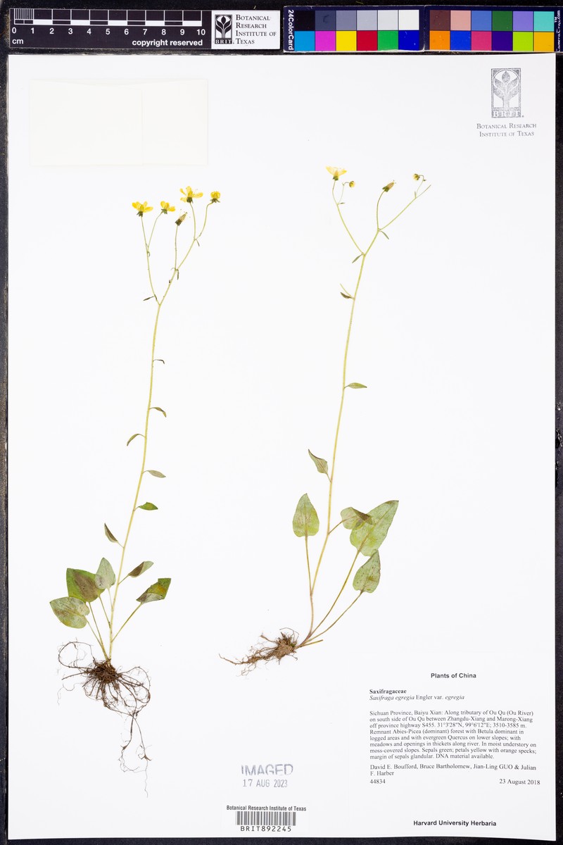 Saxifraga egregia var. egregia