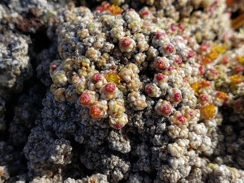Ciliate Saxifrage