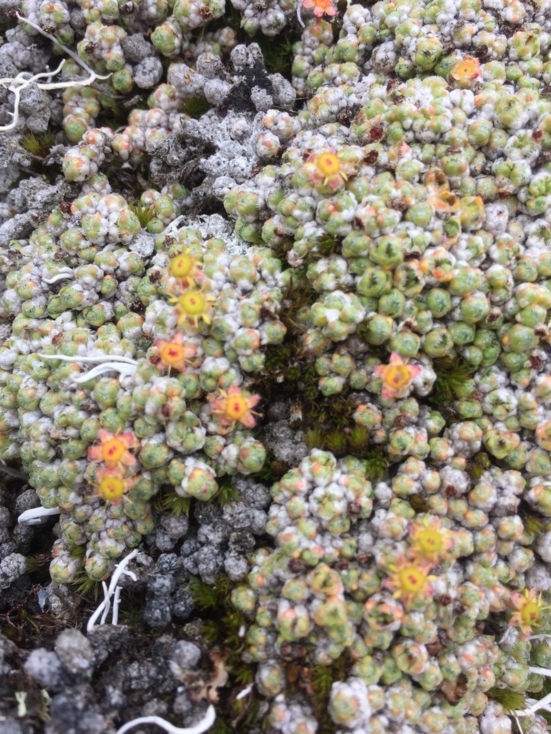 Ciliate Saxifrage photo 2