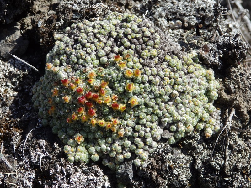 Ciliate Saxifrage photo 4