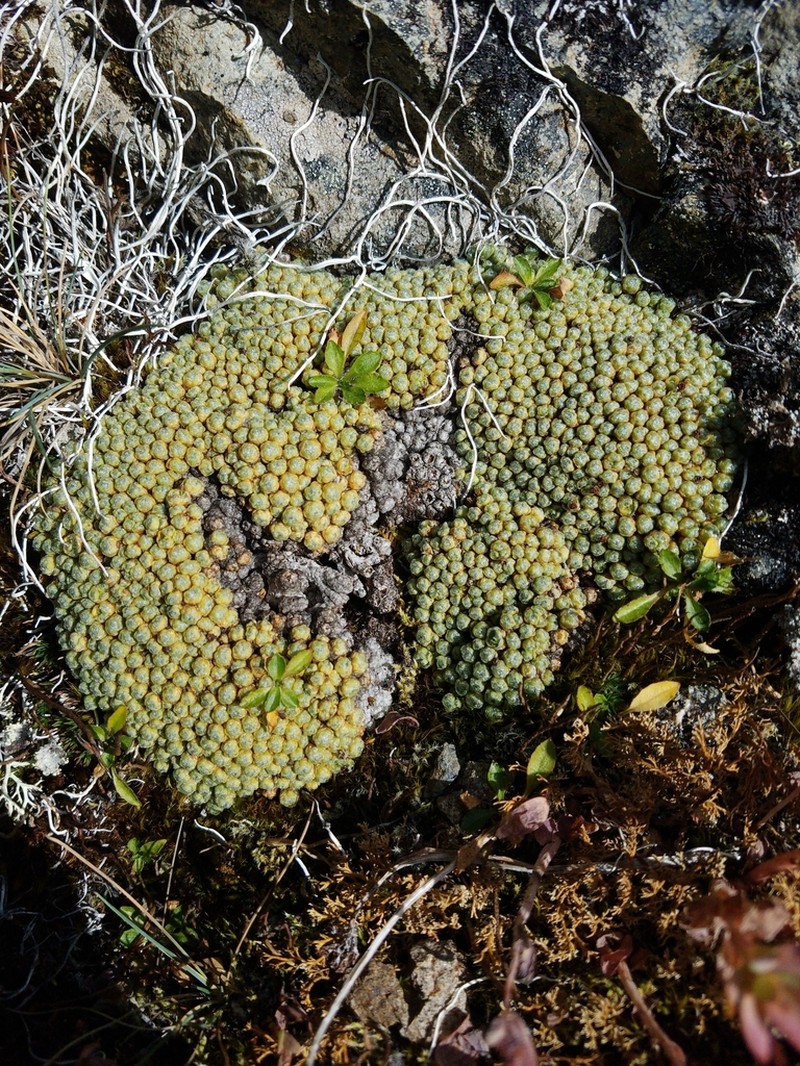 Ciliate Saxifrage photo 5
