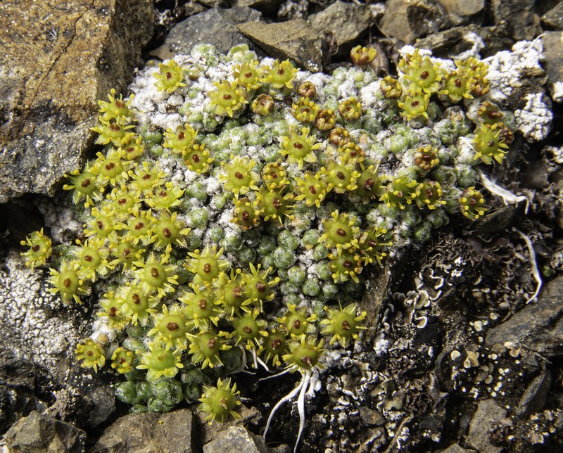 Ciliate Saxifrage photo 6