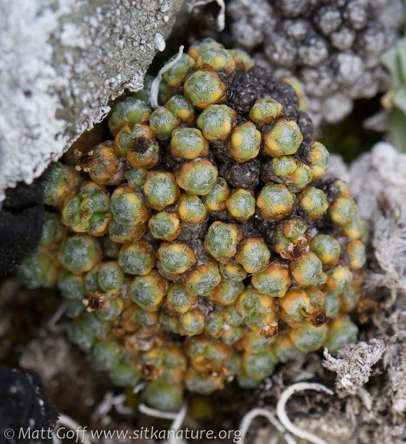 Ciliate Saxifrage photo 8