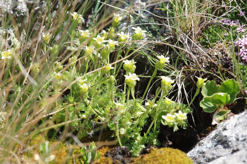 Saxifraga exarata subsp. exarata