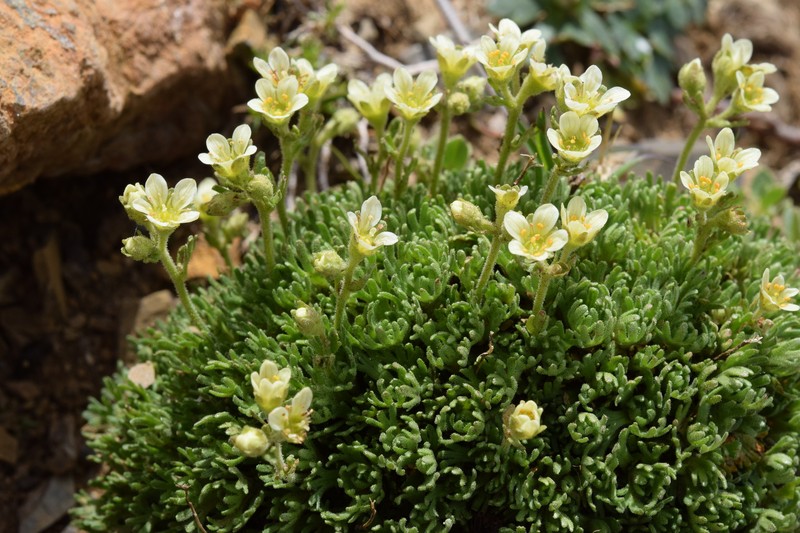 Saxifraga exarata subsp. exarata photo 2
