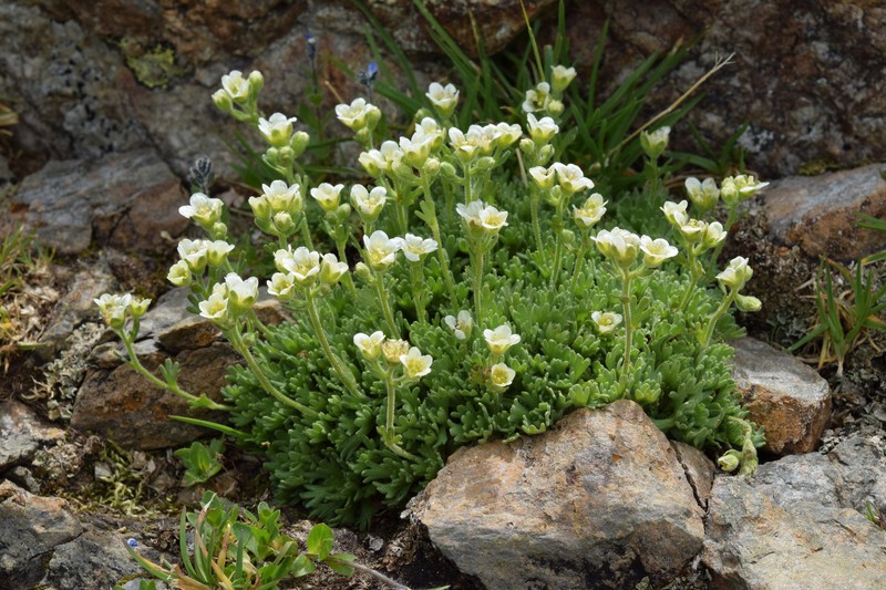 Saxifraga exarata subsp. exarata photo 3