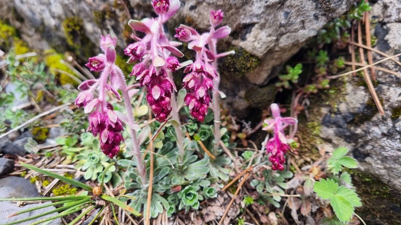 Saxifraga federici-augusti subsp. federici-augusti