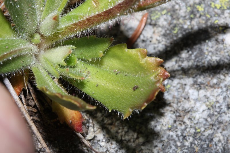 Russethair Saxifrage photo 2