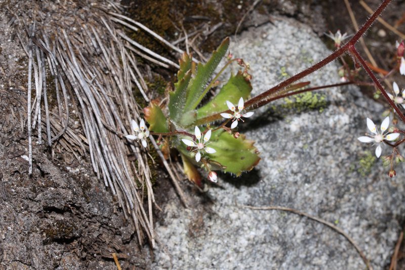 Russethair Saxifrage photo 3