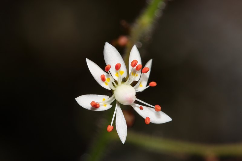 Russethair Saxifrage