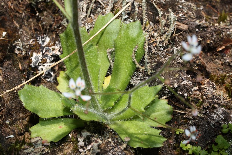 Russethair Saxifrage photo 4