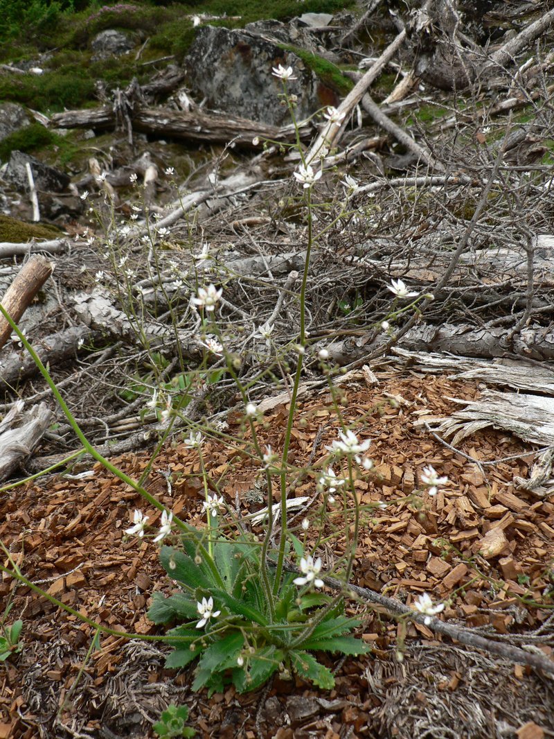 Russethair Saxifrage photo 5
