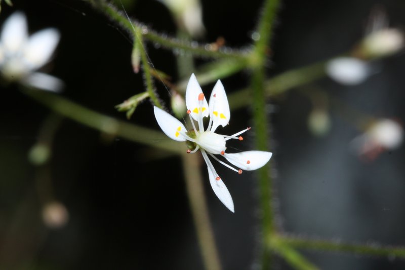 Russethair Saxifrage photo 6