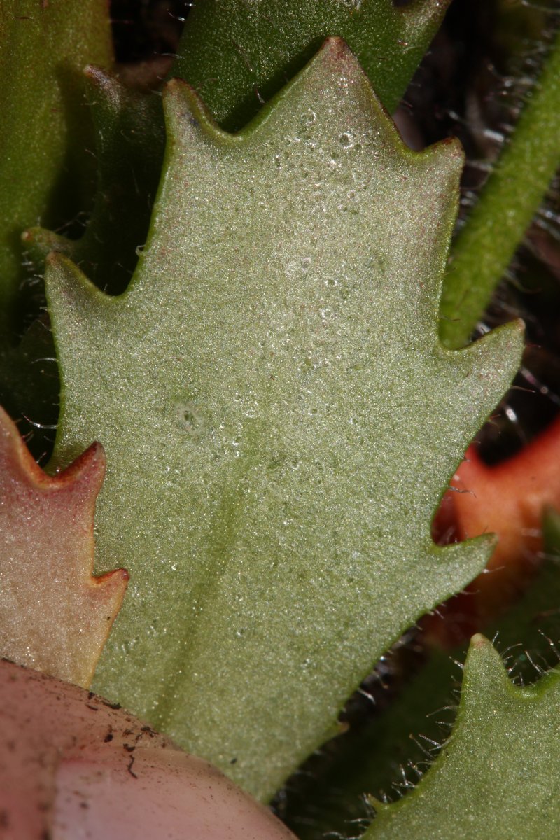 Russethair Saxifrage photo 7