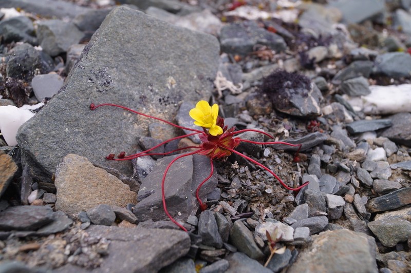 Whiplash Saxifrage photo 3