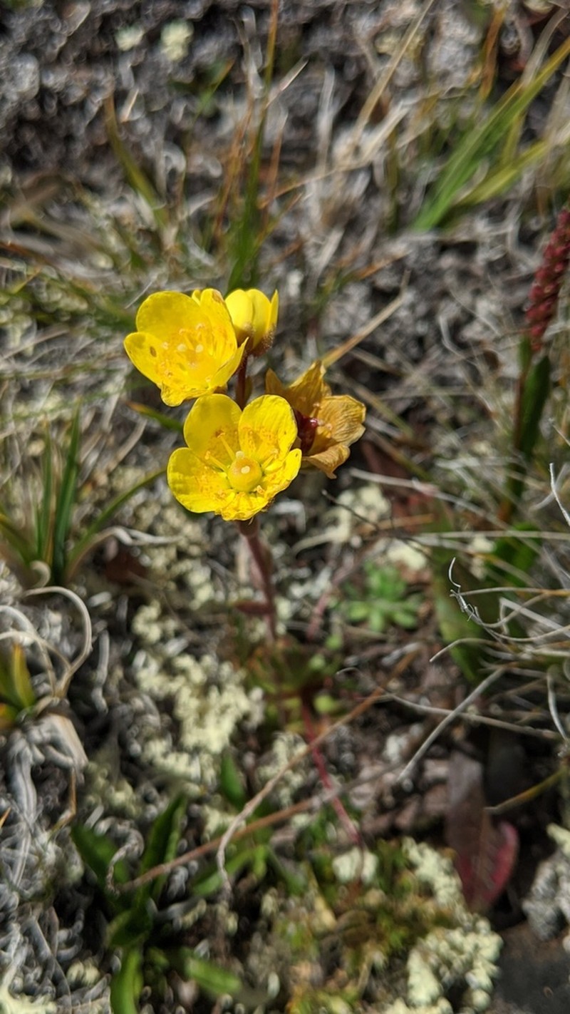 Whiplash Saxifrage photo 4