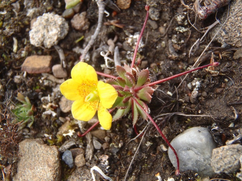 Whiplash Saxifrage photo 5