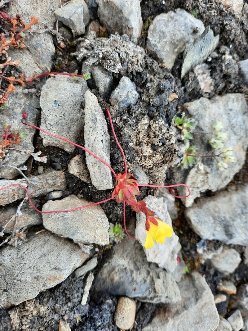 Whiplash Saxifrage photo 6