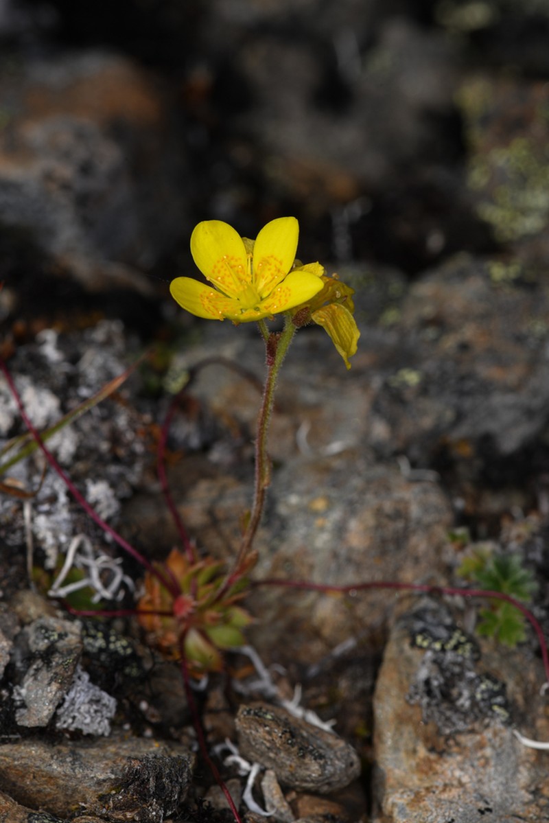Whiplash Saxifrage photo 7