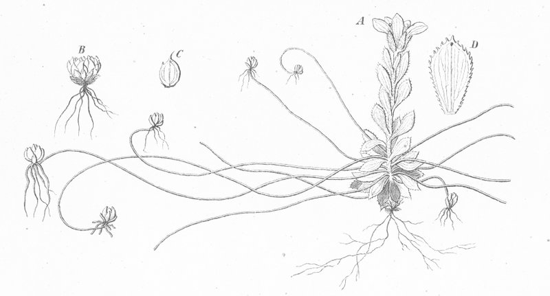 Whiplash Saxifrage photo 4