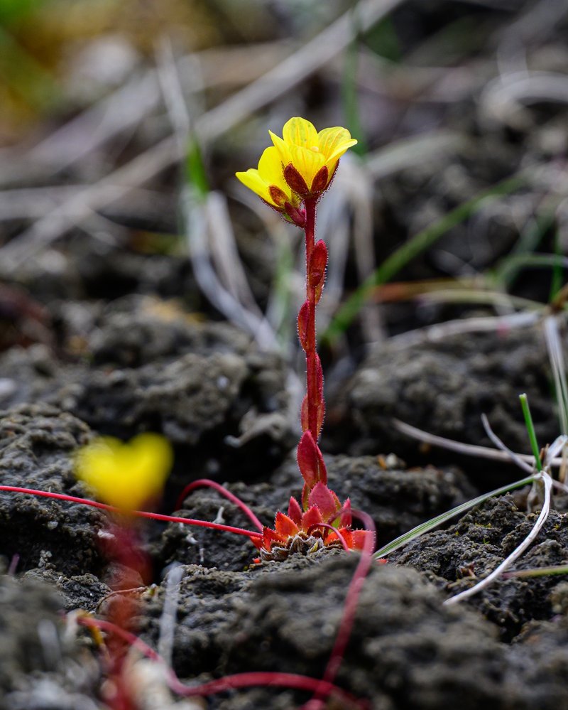 Whiplash Saxifrage