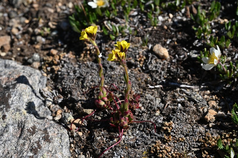Saxifraga flagellaris subsp. crandallii