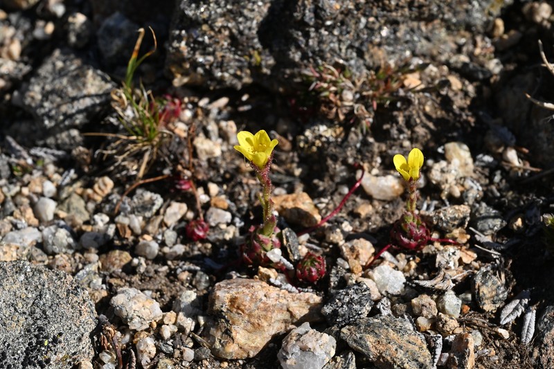 Saxifraga flagellaris subsp. crandallii photo 2