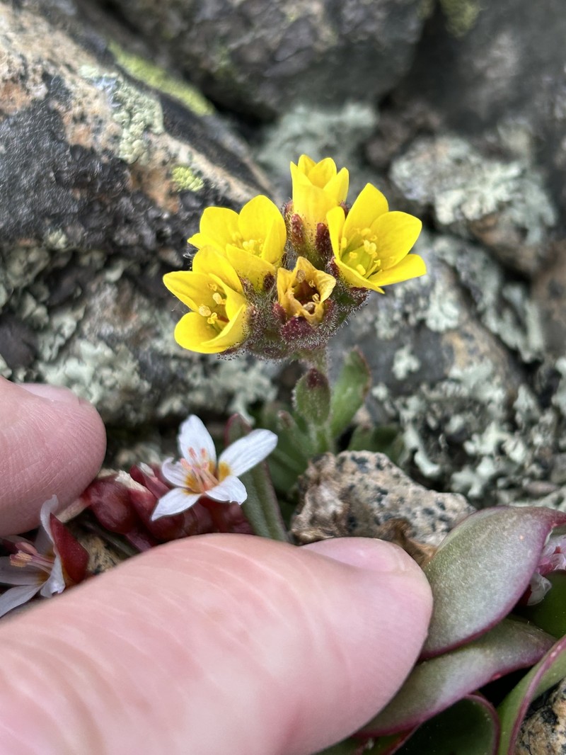 Saxifraga flagellaris subsp. crandallii photo 3