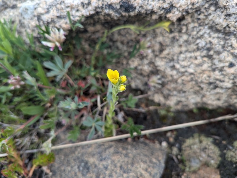 Saxifraga flagellaris subsp. crandallii photo 4