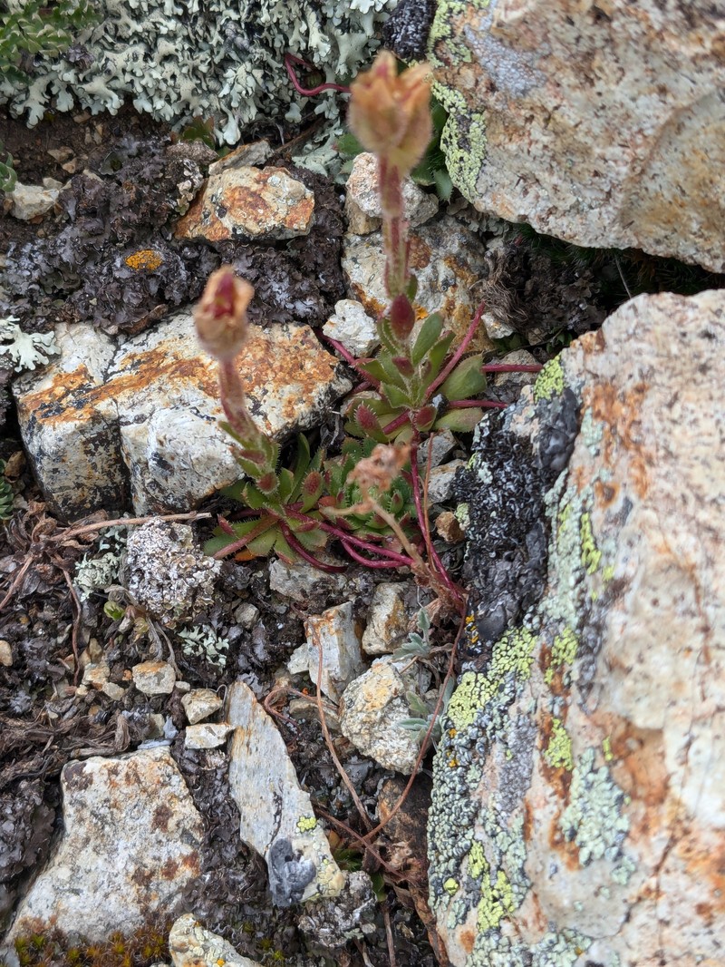 Saxifraga flagellaris subsp. crandallii photo 5