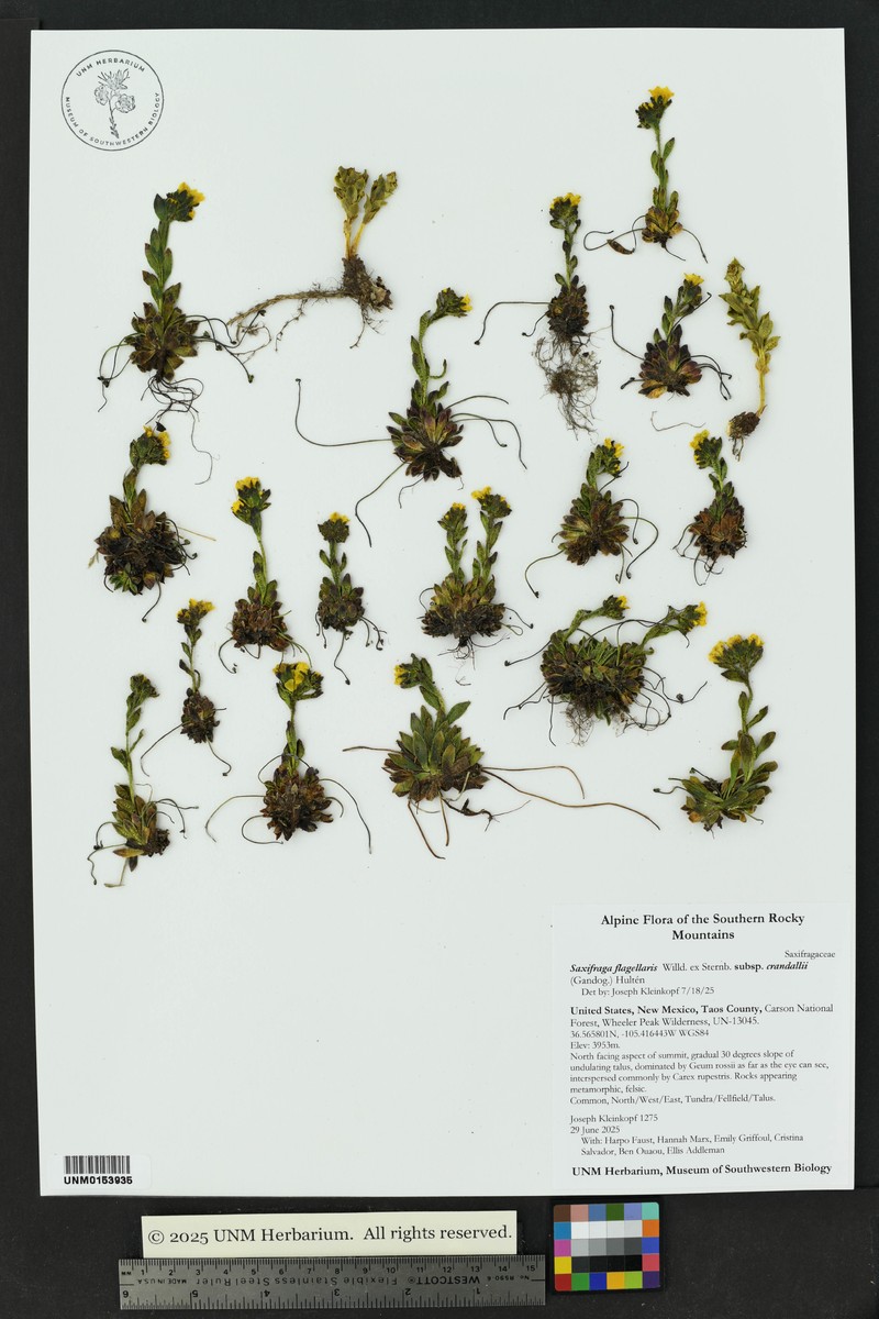 Saxifraga flagellaris subsp. crandallii photo 6