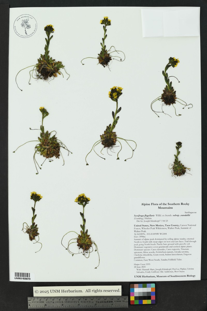 Saxifraga flagellaris subsp. crandallii photo 7