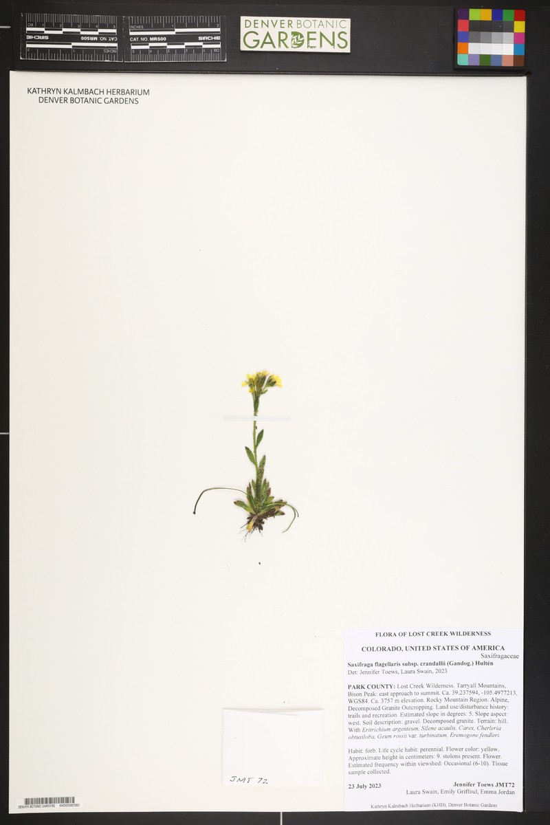 Saxifraga flagellaris subsp. crandallii photo 8