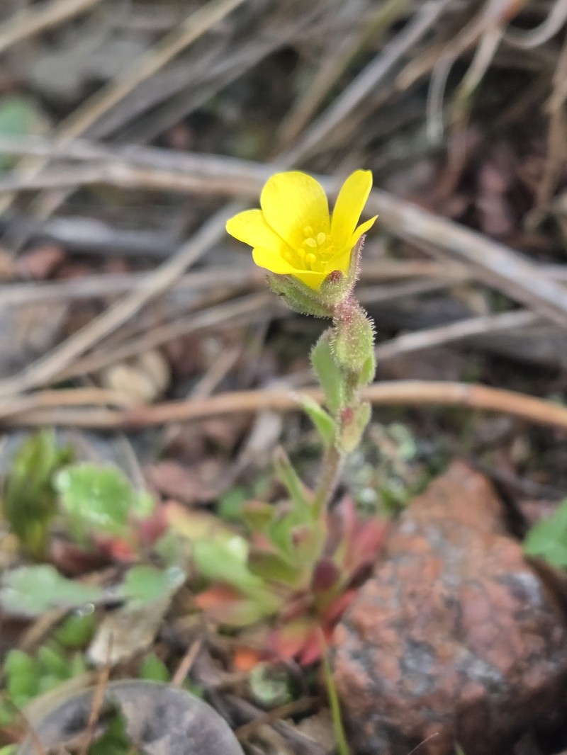 Saxifraga flagellaris subsp. flagellaris