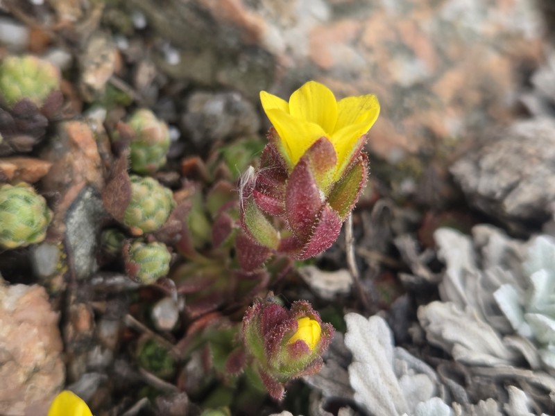 Saxifraga flagellaris subsp. flagellaris photo 2