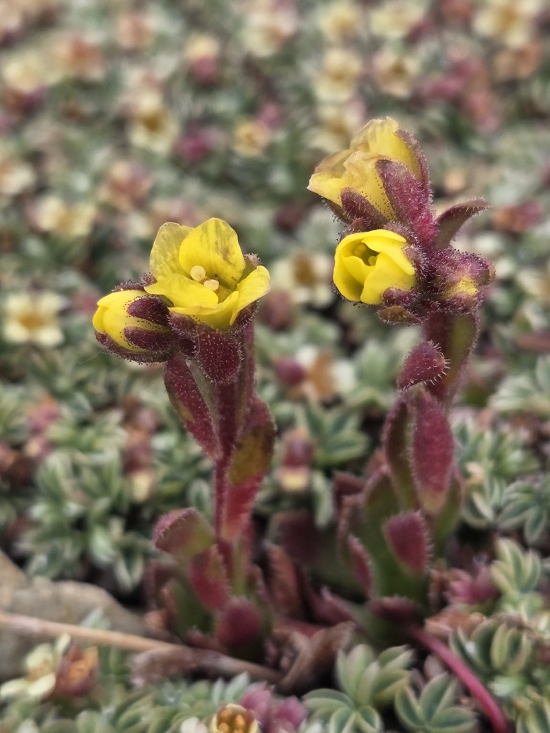 Saxifraga flagellaris subsp. flagellaris photo 3