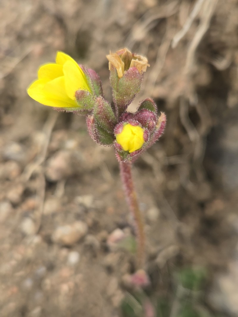 Saxifraga flagellaris subsp. flagellaris photo 4