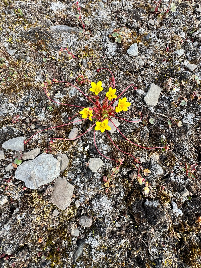 Broadsepal Saxifrage