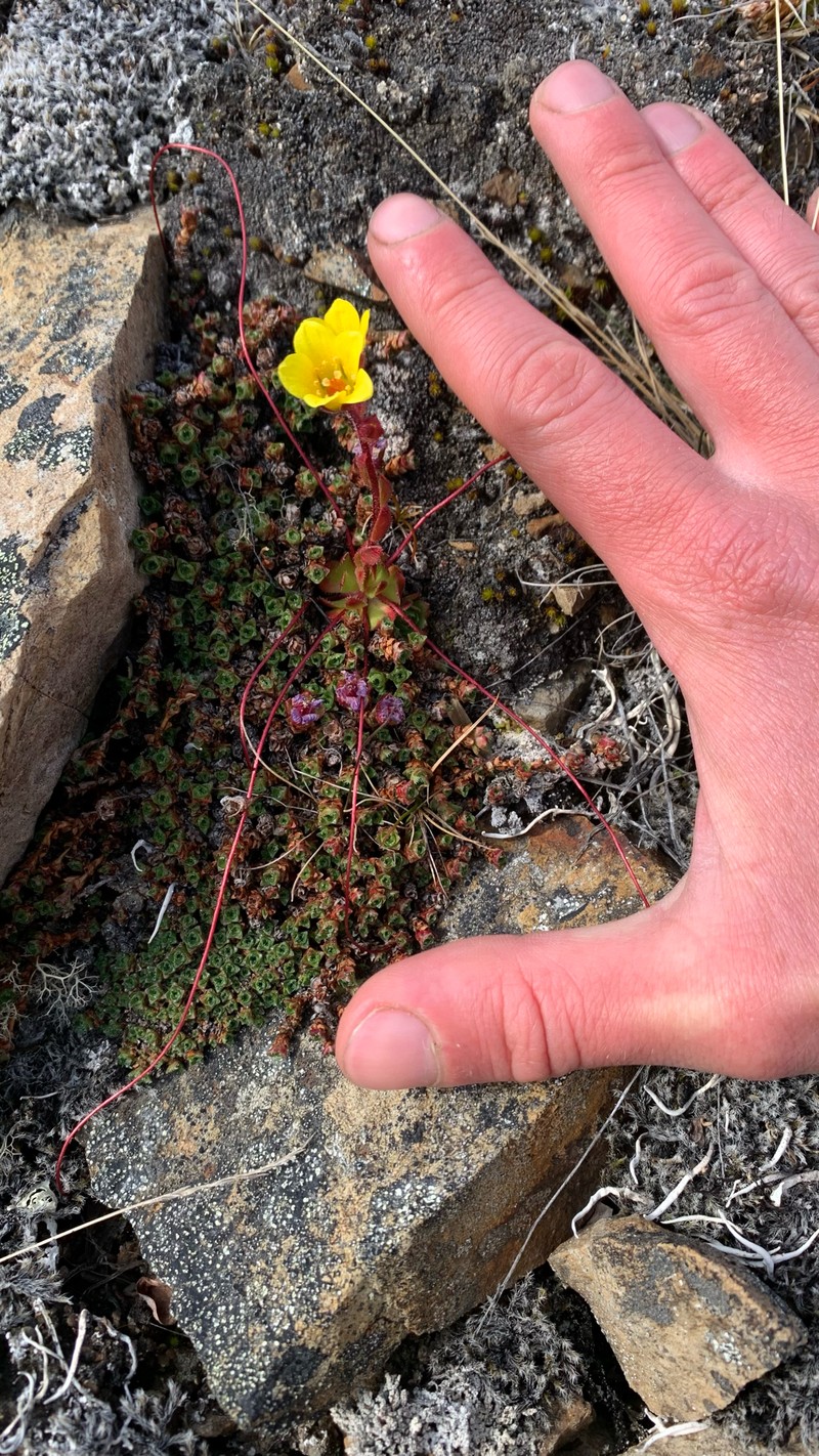 Broadsepal Saxifrage photo 2