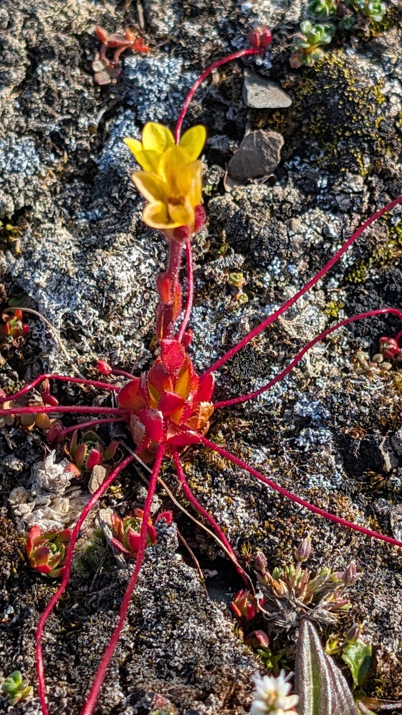Broadsepal Saxifrage photo 3