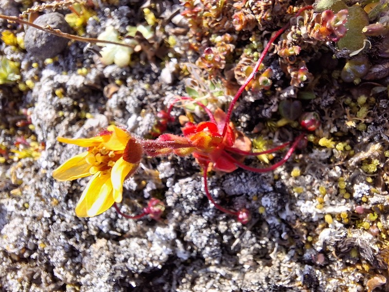Broadsepal Saxifrage photo 4