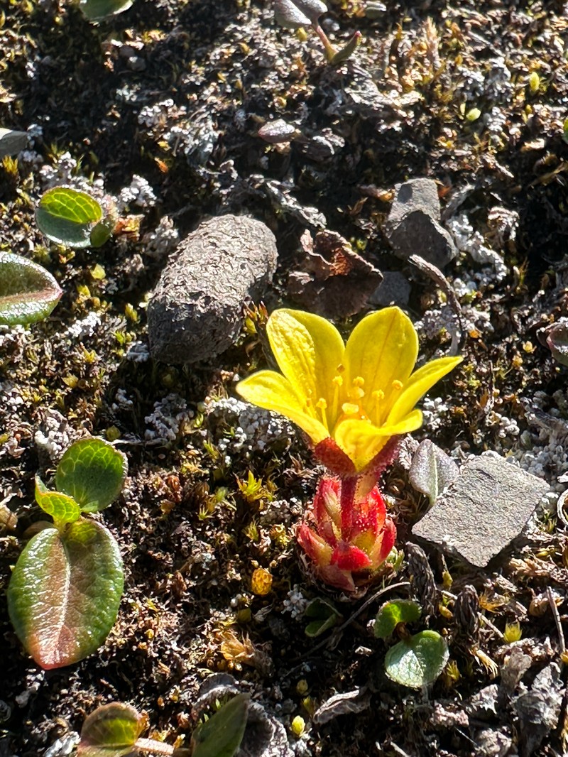 Broadsepal Saxifrage photo 5