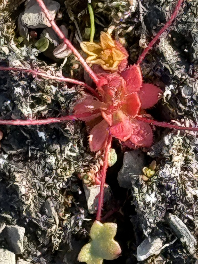 Broadsepal Saxifrage photo 6