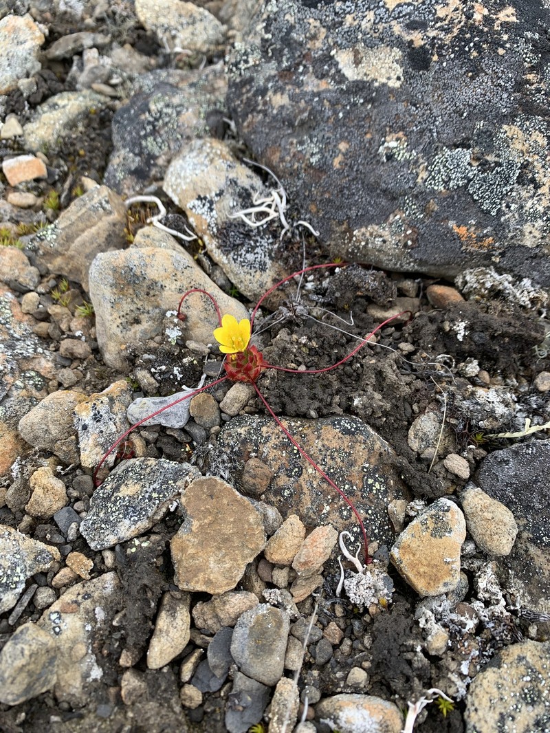 Broadsepal Saxifrage photo 7