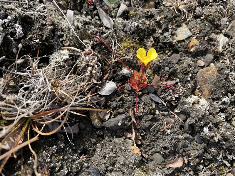Broadsepal Saxifrage photo 8
